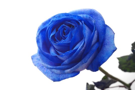 blue rose Stock Photo | Adobe Stock