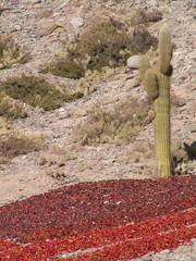 KONICA MINOLTA DIGITAL CAMERA