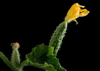 Two growing cucumbers with flower