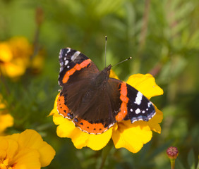 butterfly on yellow flowers