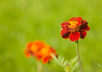 Red on green