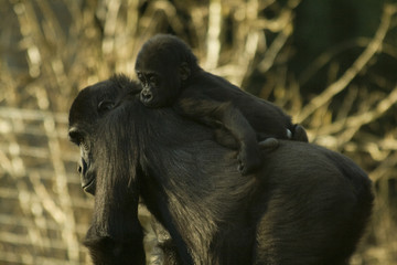 mother chimpansee with child on back