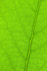 Naklejka na ściany i meble Leaf of a plant close up