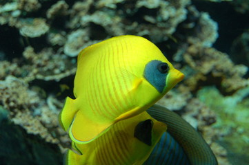 faune tropicale