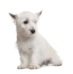 West Highland White Terrier (3 months)