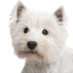West Highland White Terrier ()