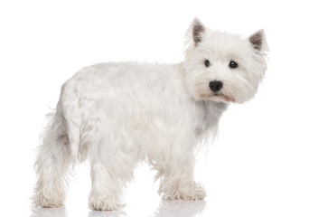 West Highland White Terrier ()