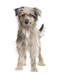Pyrenean Shepherd (1 year)