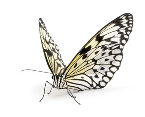 Idee leuconoe vlinder
