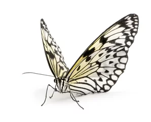 Naadloos Fotobehang Airtex Vlinder Idee leuconoe vlinder