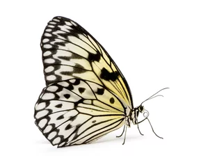 Printed roller blinds Butterfly Idea leuconoe butterfly