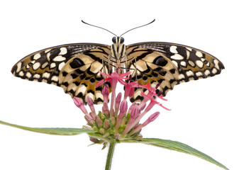 Papilio demoleus butterfly