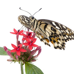 Papilio demoleus butterfly