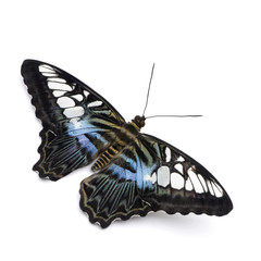 Parthenos sylvia butterfly