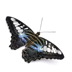 Photo sur Aluminium Papillon Parthenos sylvia butterfly