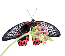 Fototapeta premium Papilio rumanzovia (female) butterfly