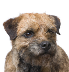 Border terrier