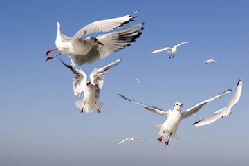 Ballet of sea-gulls