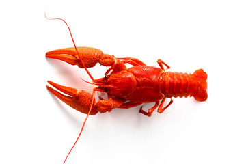 Red crayfish