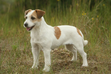chiot jack russell terrier de profil et attentif