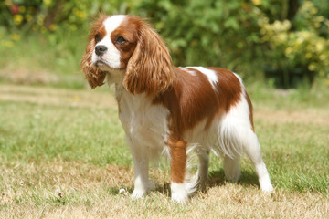 cavalier king charles debout de profil en extérieur