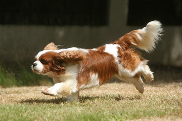 belle allure de cavalier king charles