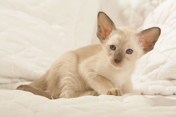 Fototapeta na wymiar Siamese kitten wylegiwanie się na wygodnym łóżkiem