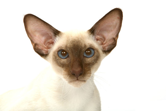 Siamois Images Browse 807 Stock Photos Vectors And Video Adobe Stock