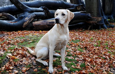 labrador retriever