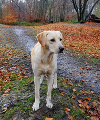 labrador