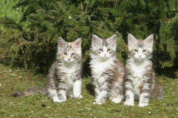 trois jeunes maine coon assis de face ensemble