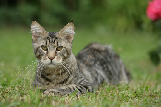maine coon tapi dans l'herbe en situation de chasse