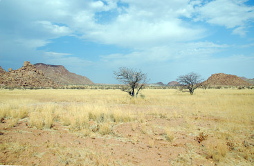 Fototapeta na wymiar Namibia - savana