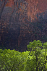 Green trees, red cliffs