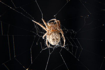 Closeup of a cross spider in its web
