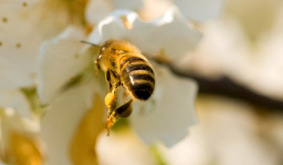 bee