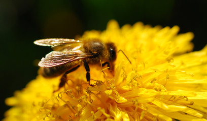 bee