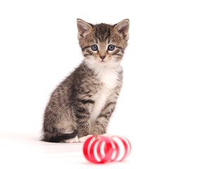Kitten playing with ribbons.