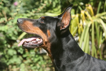 superbe tête de dobermann adulte attentif
