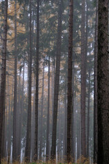 Fototapeta premium Herbstwald