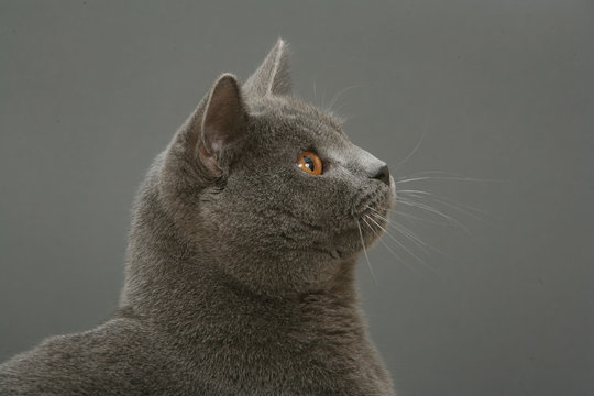 Tete De Chartreux De Profil Detourable Photo Stock Adobe Stock