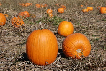 Pumpkin patch