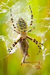 Spider devours grasshopper