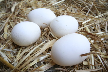eggs