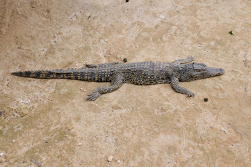 Alligator