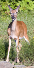 female deer