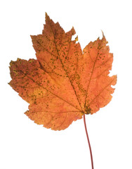 fall leaf