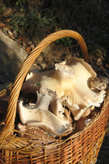 mooshrooms in basket