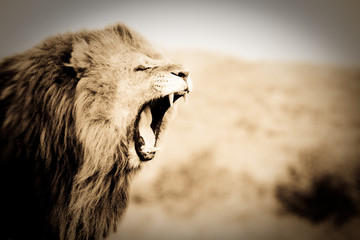 Lion