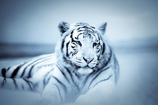 Fototapeta Tigre